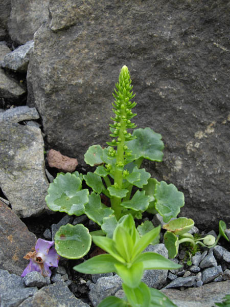 Umbilicus rupestris 4